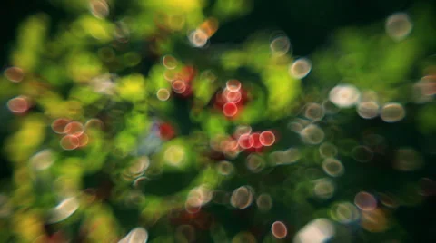 Fantasy bubbles of defocused green foliage and red berries or blossom Stock Footage 58454494
