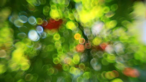 Fantasy bubbles of defocused green foliage and red berries of rowan tree Stock Footage 58455077
