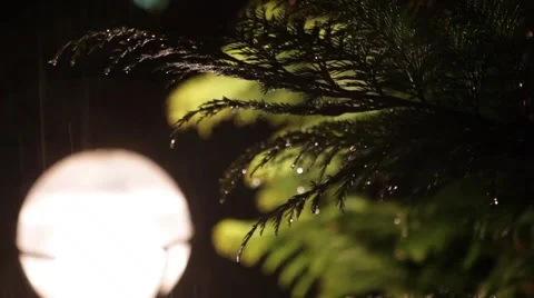 Fantasy Bubbles Rain Drops on Pine Branches Defocused v2 Stock Footage 61280720