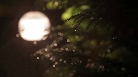 Fantasy Bubbles Rain Drops on Pine Branches Defocused. Stock Footage 61280759