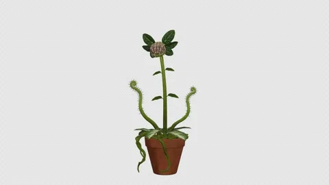 Fantasy Carnivorous Plant Stirs Awake and Yawns Vídeo Stock 341585508