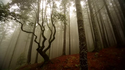 Fantasy cloud forest like in a fairy tale Stock Footage 56505736