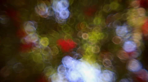 Fantasy colored bubbles of defocused tree leaves and berries, waving on wind Stock Footage 58447171