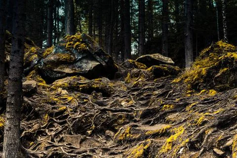 Fantasy colored forest with roots. Stock Photos