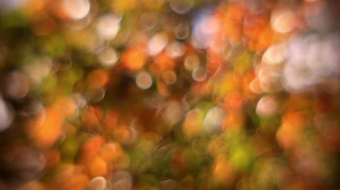 Fantasy colored soft bubbles of defocused autumn tree foliage, trembling in wind Stock Footage 58449587