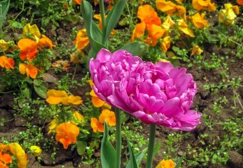 Fantasy (dark pink) is a type of parrot tulips, Lily family (Liliaceae). Stock Photos