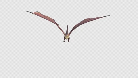 Fantasy Dragon Fly Animation Loop with Alpha Front View Stock Footage 276326296