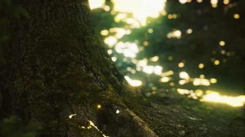 Fantasy firefly lights in the magical forest Vídeos de archivo 159610260