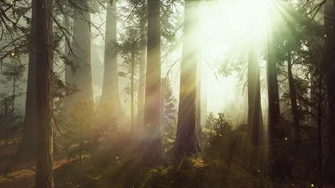 Fantasy firefly lights in the magical forest Stock Illustration