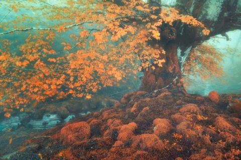 Fantasy forest in autumn with a stream Stock Photos