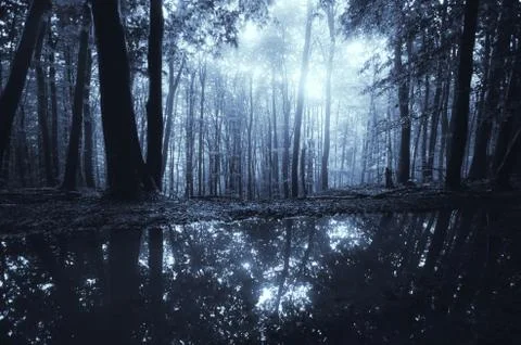 Fantasy forest background, magical light in dark woods Stock-Fotos