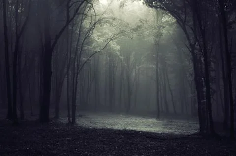 Fantasy forest background Stock Photos