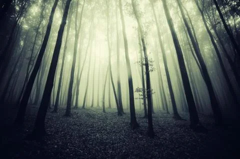 Fantasy forest background Stock Photos