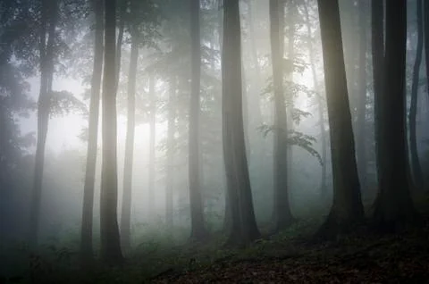 Fantasy forest background. Trees in fog in magical woods Stock Photos