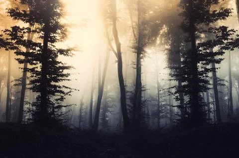 Fantasy forest landscape Stock Photos