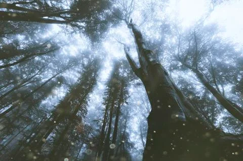 Fantasy forest in magical light, low angle perspective landscape with old tre Stock Photos