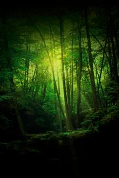 Fantasy forest Stock Photos