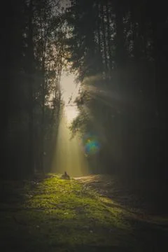 Fantasy forest Stock Photos