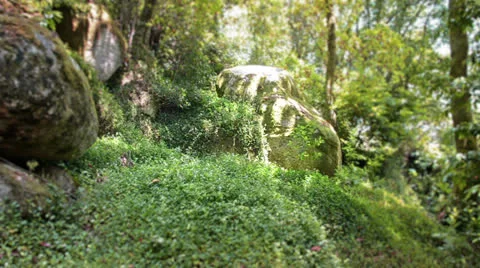 Fantasy forest of Sintra Stock Footage 25950596