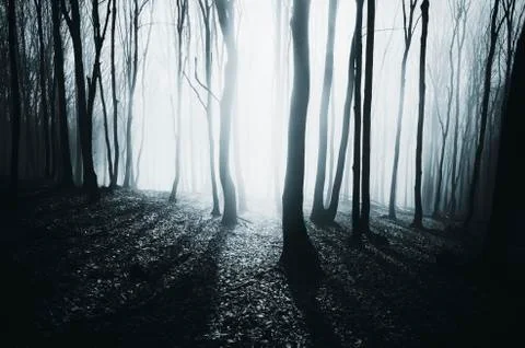 Fantasy forest with sun rays landscape Stock Photos