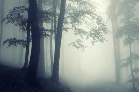 Fantasy forest with trees in mist Stock Photos