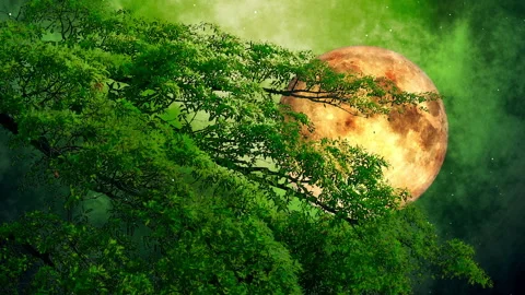 Fantasy Full Moon behind green tree branches Video stock 253952952