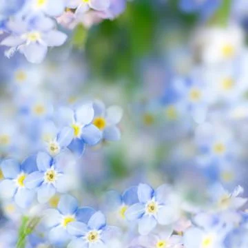 Fantasy gentle spring  background / blue flowers defocused Stock Photos