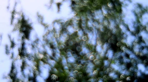 Fantasy golden bubbles, shining on defocused foliage on blue sky background Stock Footage 52771145