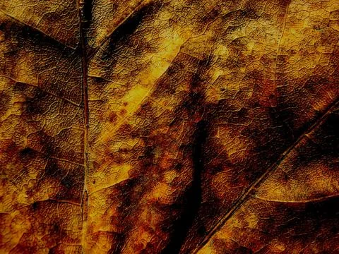 Fantasy grange background from maple leaf Stock Photos