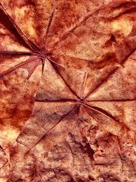 Fantasy grange background from maple leaf Foto stock