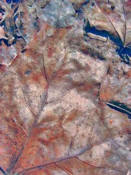 Fantasy grange background from maple leaf Foto stock