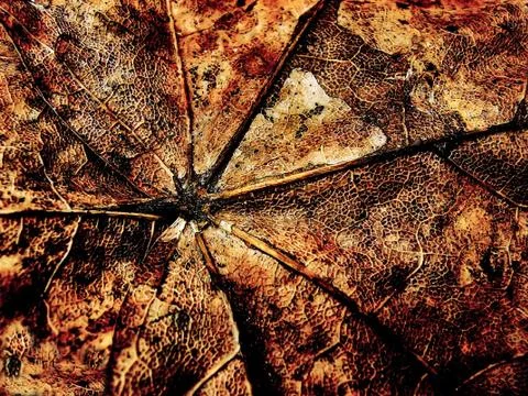 Fantasy grange background from maple leaf Foto stock