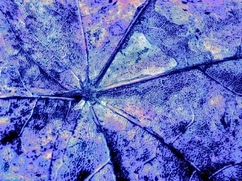 Fantasy grange background from maple leaf Stock Photos