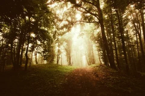 Fantasy landscape, magical forest path in autumn sunset light Stock-Fotos
