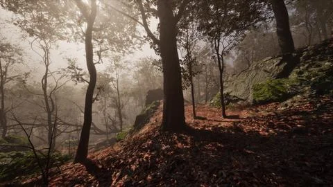 Fantasy moody forest in autumn Illustrazione stock