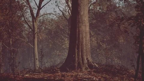 Fantasy moody forest in autumn Illustrazione stock