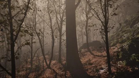 Fantasy moody forest in autumn Illustrazione stock