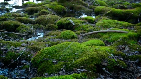 Fantasy mossy forest Stock Footage 88970813