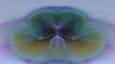 Fantasy Pastel Orchid is Stunning Stock Footage 256710481