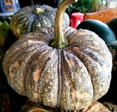 Fantasy pumpkin Stock Photos