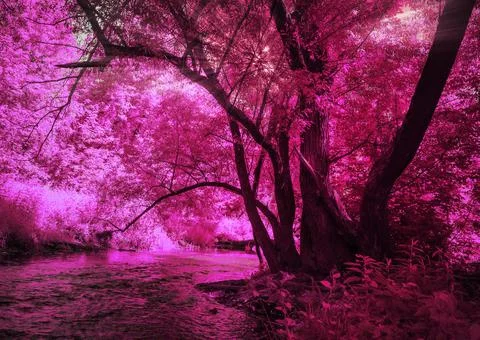 Fantasy purple forest and river イラスト素材