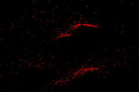 Fantasy red on black Foto stock