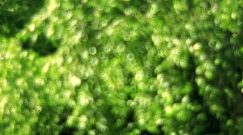 Fantasy scaly foliage, shining on magic floral background in fairy tale style Stock Footage 52770422