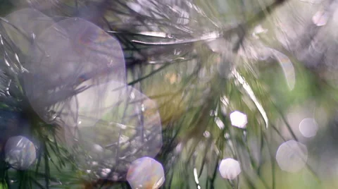 Fantasy slow motion panoramic view across pine branch with drops of water Видео 54218915