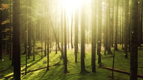 Fantasy sun rays and fireflies in mossy woods Stock Footage 319886949