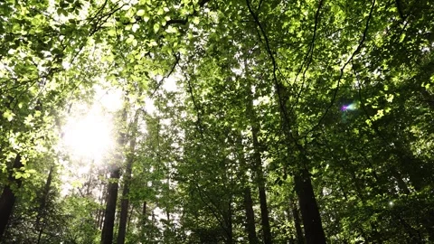 Fantasy sun rays in green forest with flickering fireflies animation Stock Footage 343608881