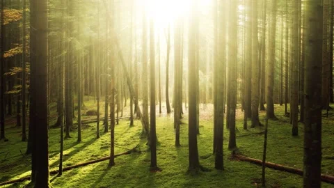 Fantasy sun rays in mossy woods Stock Footage 227012897