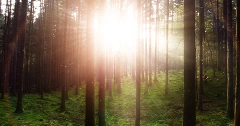 Fantasy sun rays with mystic bokeh in the forest Stock Footage 323324282