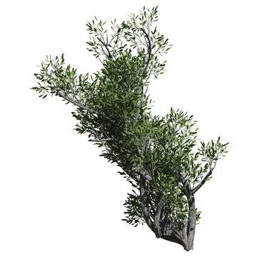 Fantasy tree 3d illustration isolated on white background Stock Illustration