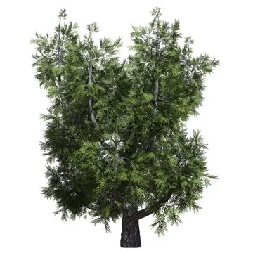 Fantasy tree 3d illustration isolated on white background 库存插图